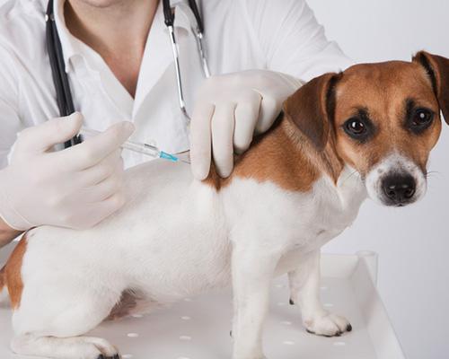 Vacina contra raiva canina