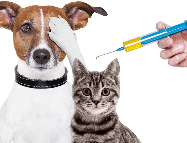 Vacina para animais